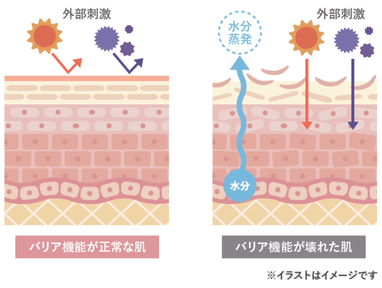 肌のコンディションイメージ