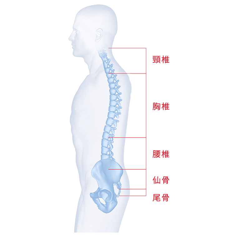 人の背骨は頸椎（けいつい）、胸椎（きょうつい）、腰椎（ようつい）、仙椎（せんつい）に分かれており、自然なS字カーブを描いています。