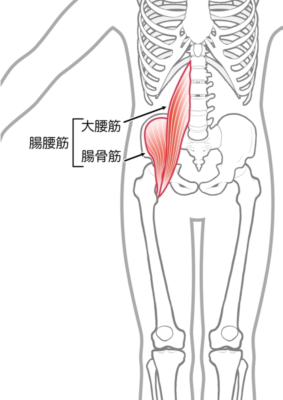 腸腰筋