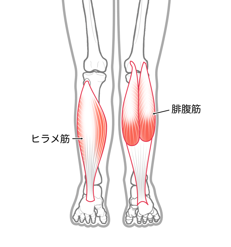 ふくらはぎの筋肉