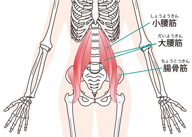 腸腰筋の構成と役割