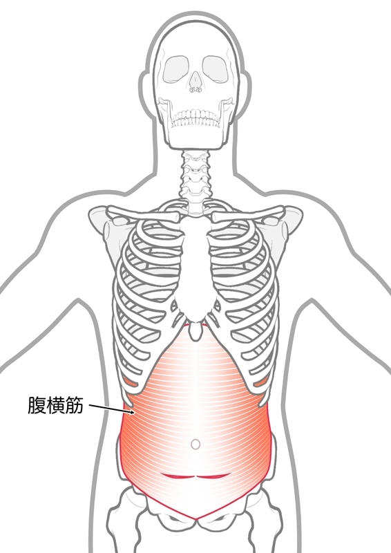 腹横筋