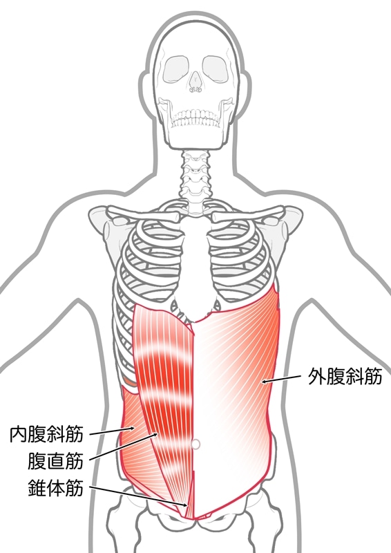 腹斜筋