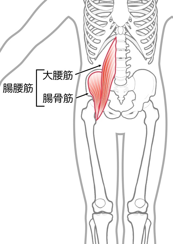 腸腰筋