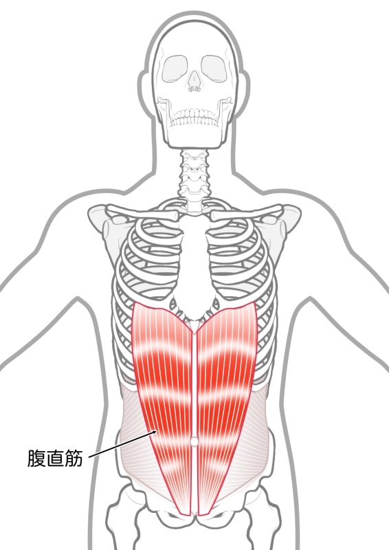 腹直筋