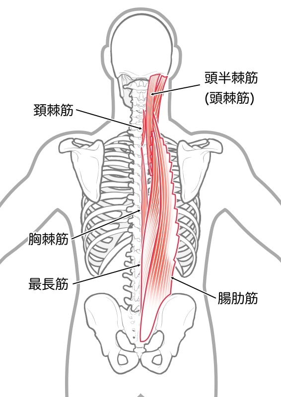 脊柱起立筋