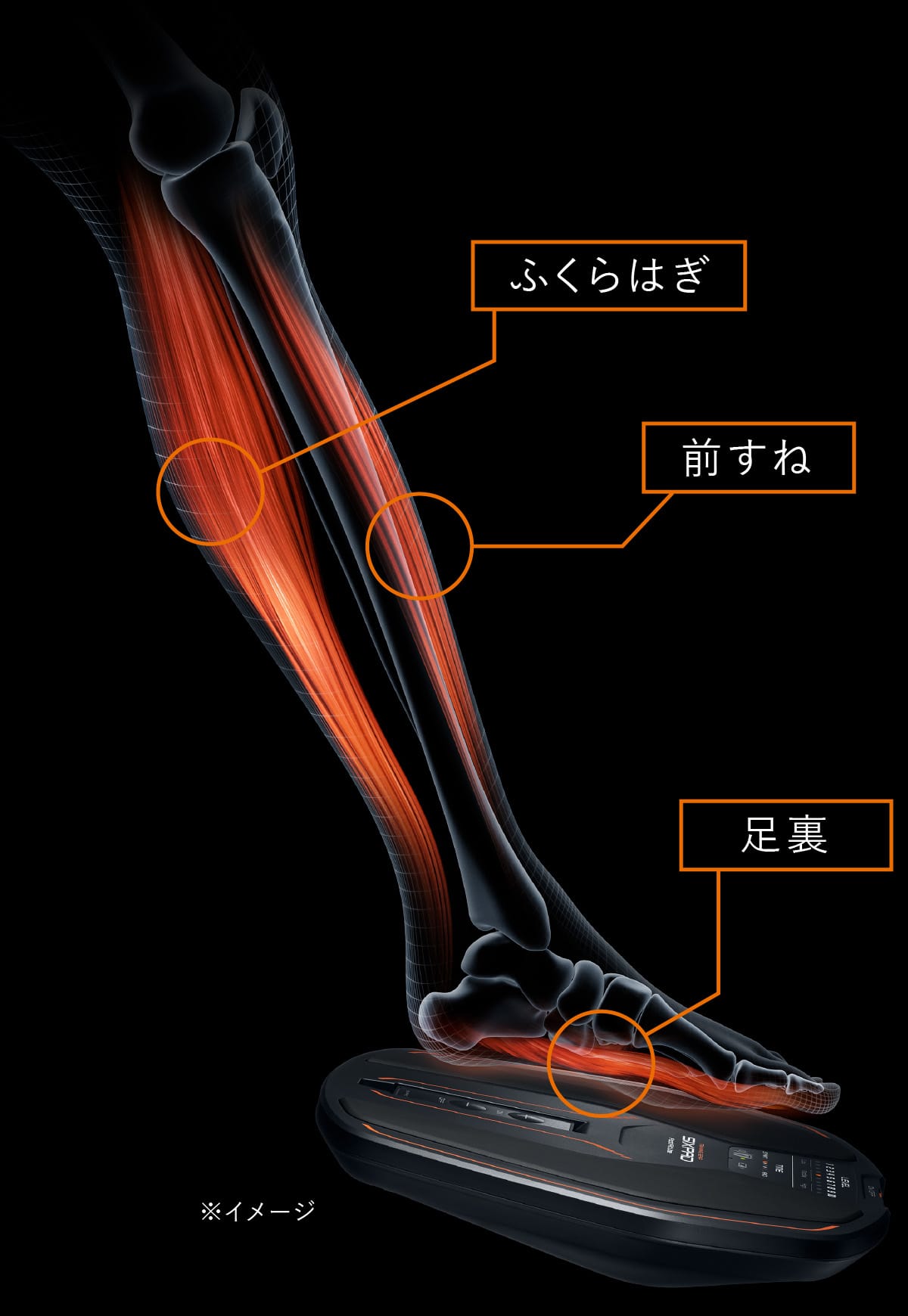 シックスパッド フットフィットライト(Foot Fit Lite) 足の筋肉 